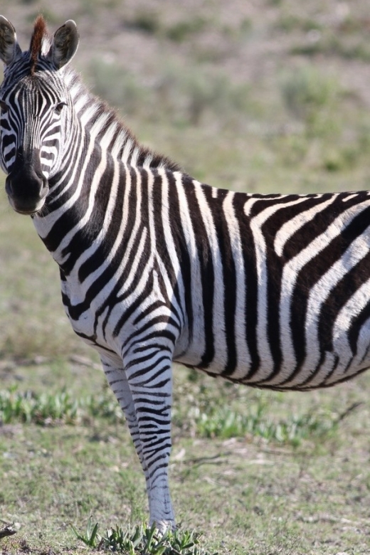 Hankey: Pabala Private Nature Reserve Game Drive With Snacks - Key Points