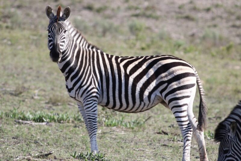 Hankey: Pabala Private Nature Reserve Game Drive With Snacks - Wildlife Viewing Opportunities