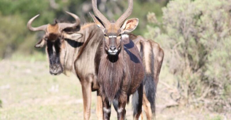 Hankey: Pabala Private Nature Reserve Game Drive With Snacks - Variety of Free-Roaming Animals