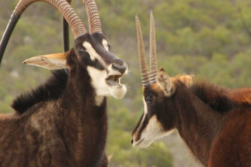 Hankey: Pabala Private Nature Reserve Game Drive With Snacks - Inclusions and Exclusions