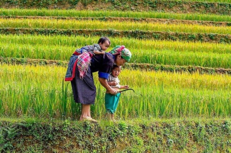 Hanoi: 2-Day Sa Pa Guided Village & Homestay Trekking Tour - Key Points