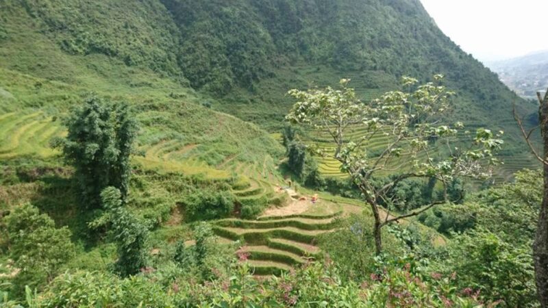 Hanoi: 2-Day Ta Van & Sapa Trek With Local Guide & Homestay - Picnic Lunch With Views