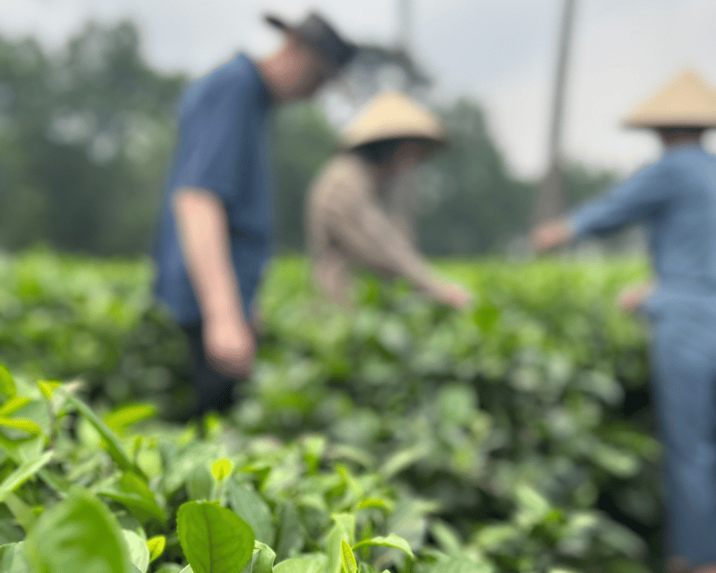 Hanoi Eco Tour: Ba Vi National Park Wonders & Tea Plantation - Itinerary Highlights