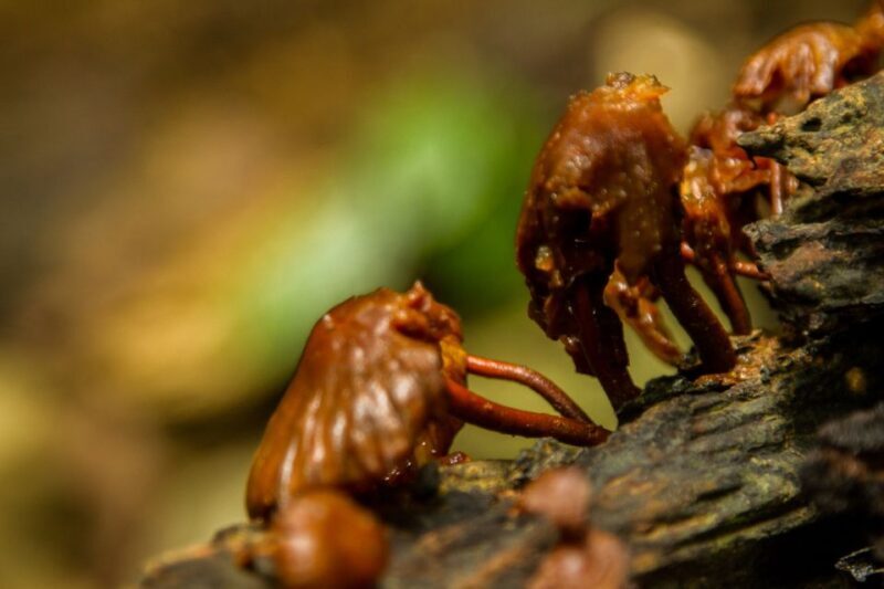 Hanoi: Full-day Cuc Phuong National Park Eco-adventure - Inclusions and Requirements