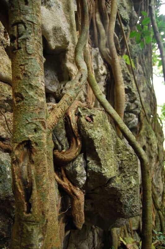 Hanoi: Full-day Cuc Phuong National Park Eco-adventure - Pickup and Transport