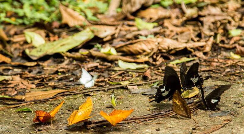 Hanoi: Full-day Cuc Phuong National Park Eco-adventure - Frequently Asked Questions