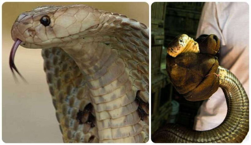 Hanoi: Le Mat Snake Village Tour With 10 Dishes - Inclusions and Exclusions