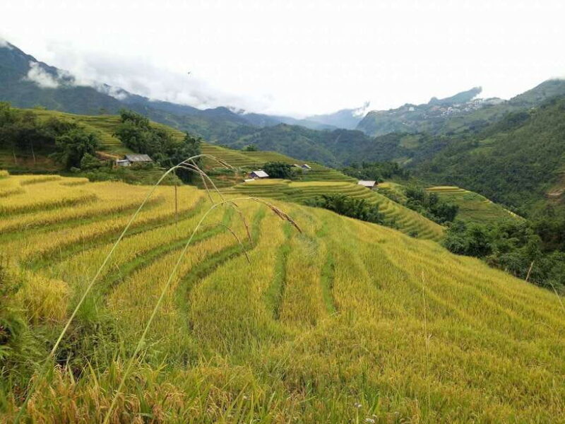 Hanoi- Sapa: 3-Day Homestay Trek to Explore Ethnic Cultures - Discovering the Red Dzao Heritage in Nam Tong