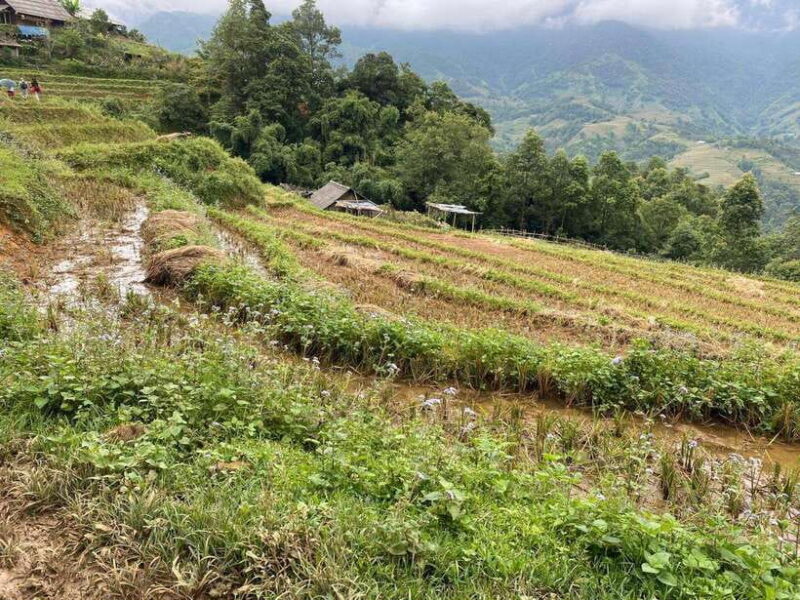 Hanoi: Sapa Highlights 2-Day Trekking Tour - Trekking Highlights