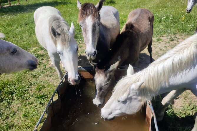 Happy Tour Camargue an Immersion by Bike and Scooter E - Since You Asked