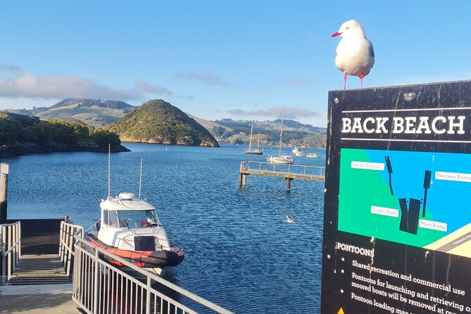 Harbour, Albatross and Wildlife Cruise on Otago Harbour - Host Responses and Customer Service