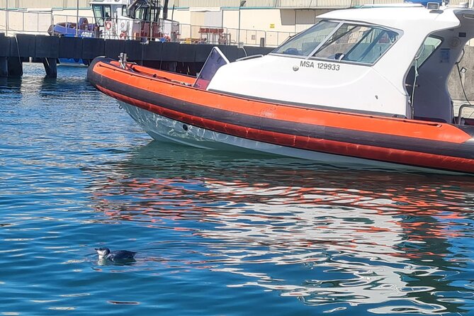 Harbour, Albatross and Wildlife Cruise on Otago Harbour - Frequently Asked Questions