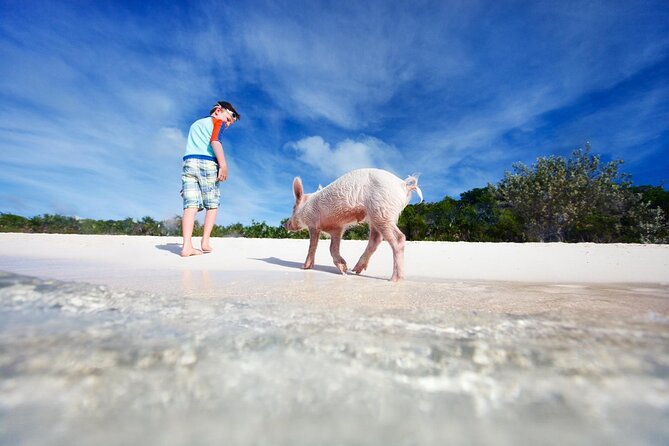 Harbour Island Swimming Pigs and Beaches Boat Tour With Lunch - About Your Stay