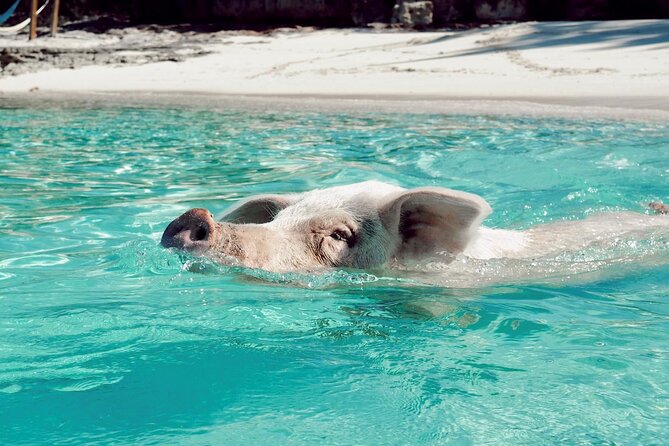 Harbour Island Swimming Pigs and Beaches Boat Tour With Lunch - Private Transportation and Amenities