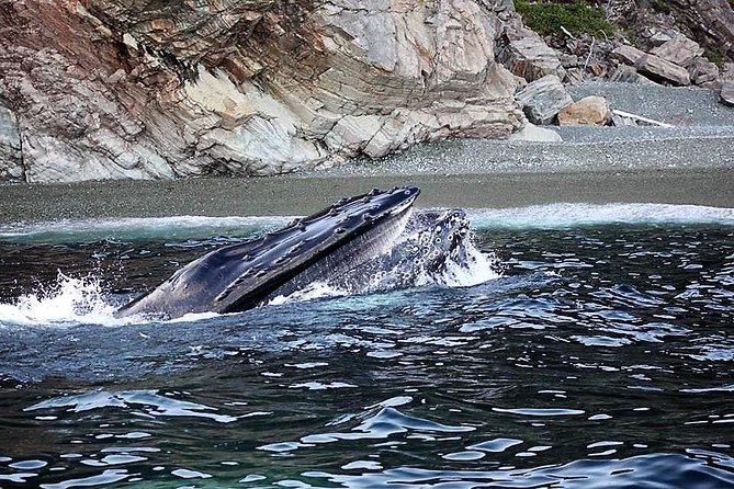 Harbour Kayak Tour - Requirements for Participants