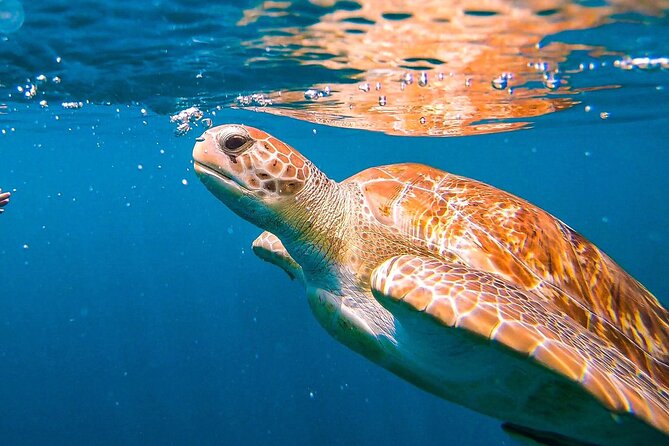 Harbour Lights - Chair & Turtle & Shipwreck Snorkel Tour - Areas for Improvement