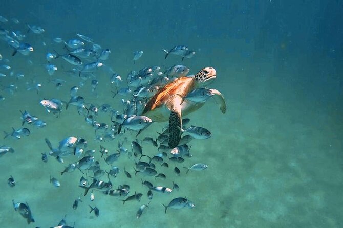 Harbour Lights - Chair & Turtle & Shipwreck Snorkel Tour - Snorkeling Opportunities