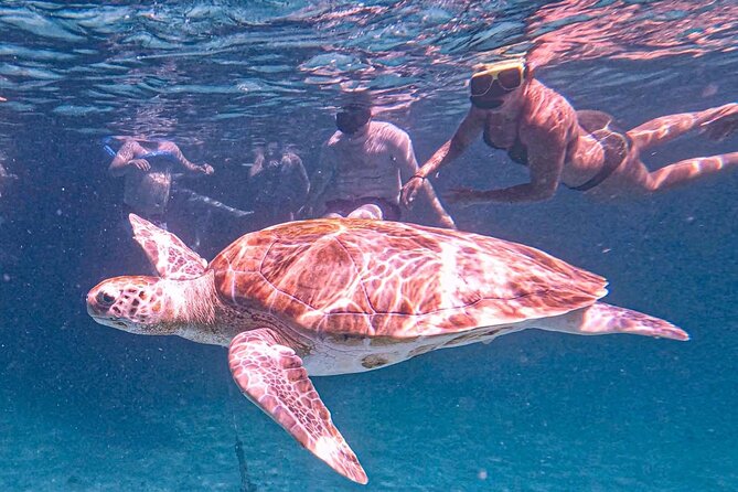 Harbour Lights - Chair & Turtle & Shipwreck Snorkel Tour - Recommendations for Travelers