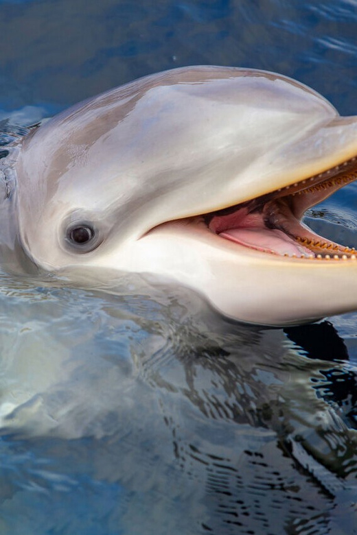 Harderwijk: Dolfinarium Entry Ticket - Key Points