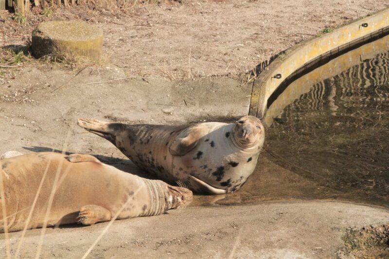 Harderwijk: Dolfinarium Entry Ticket - Experience Highlights