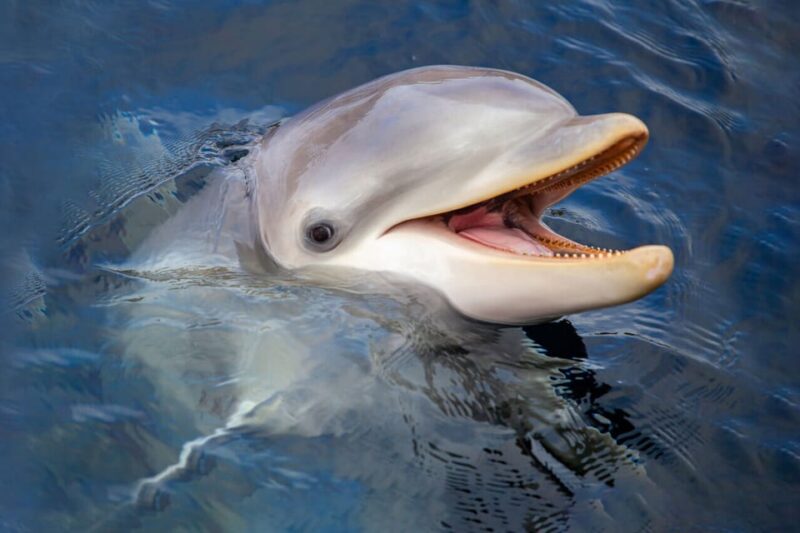 Harderwijk: Dolfinarium Entry Ticket - Booking Details