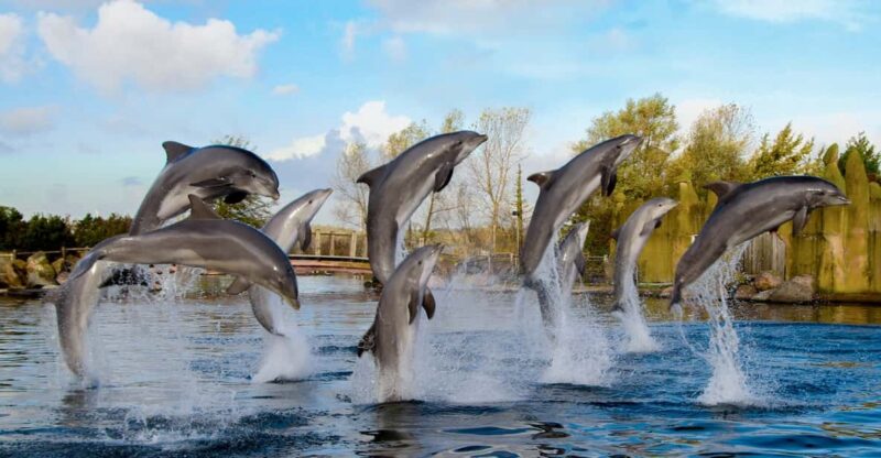 Harderwijk: Dolfinarium Entry Ticket - Visitor Guidelines