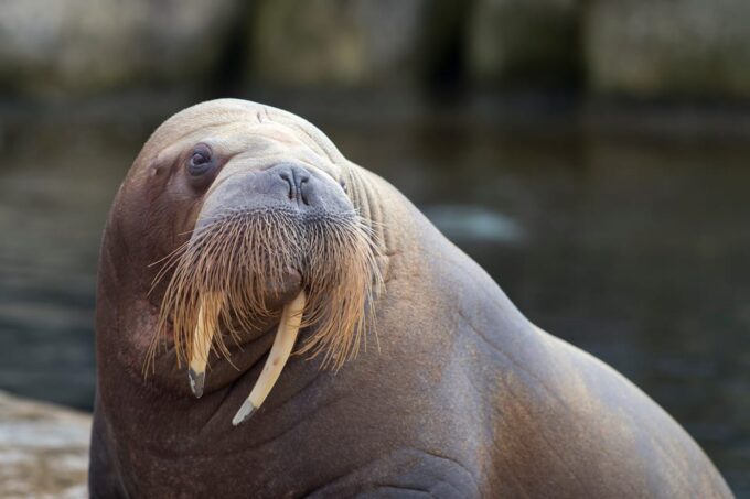 Harderwijk: Dolfinarium Entry Ticket - What to Expect