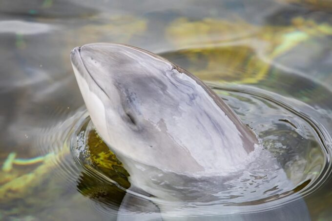Harderwijk: Dolfinarium Entry Ticket - Additional Information