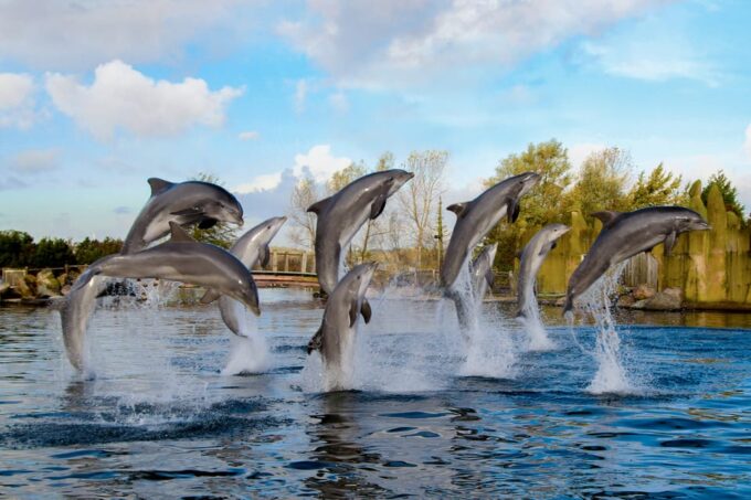 Harderwijk: Dolfinarium Entry Ticket - Frequently Asked Questions