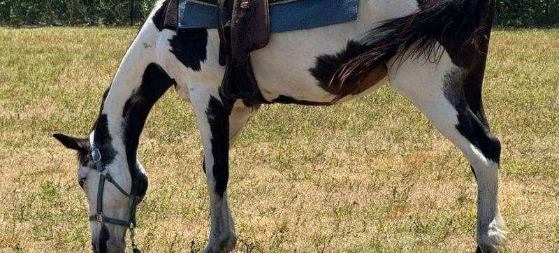 Harmony Horse Riding of Miami - Scenic Riding Paths in Miami