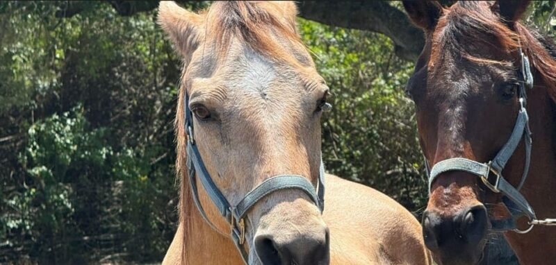 Harmony Horse Riding of Miami - Tour Inclusions and Benefits