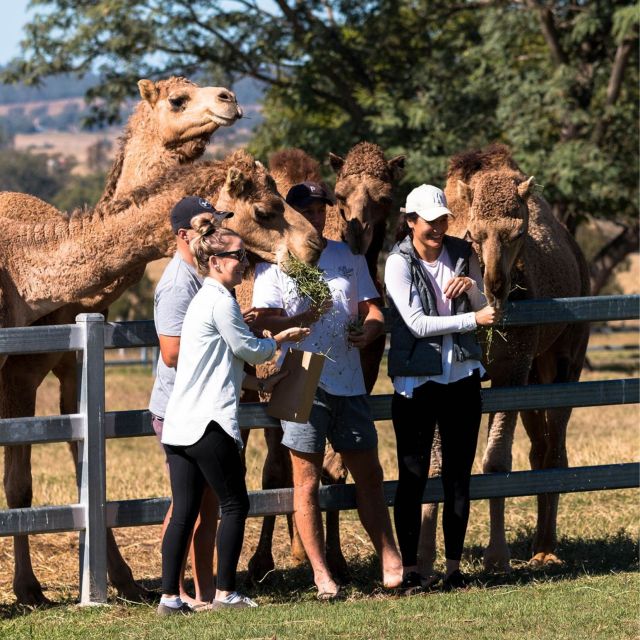 Harrisville: Summer Land Camel Farm Tour With Tasting - Customer Feedback