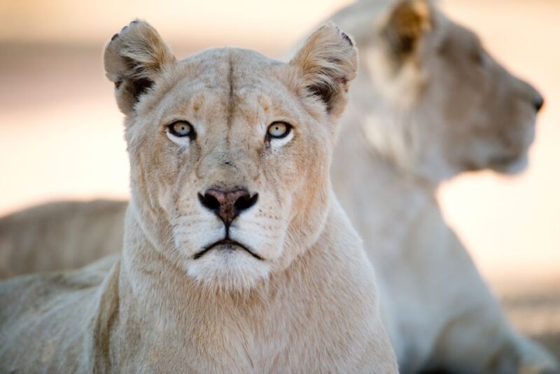 Hartbeespoort: Lion and Safari Park Tour - Key Points