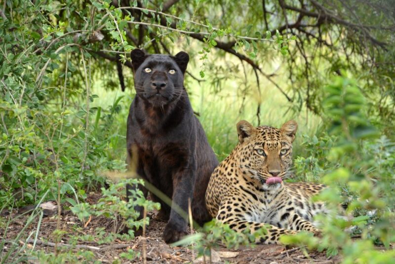 Hartbeespoort: Lion and Safari Park Tour - Scenic Drive
