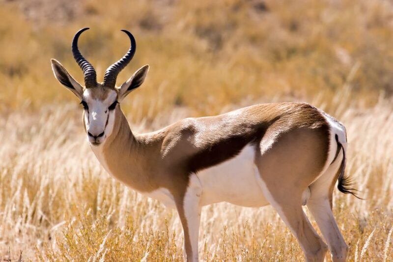 Hartbeespoort: Predator Safari With a Guide - Inclusions and Exclusions