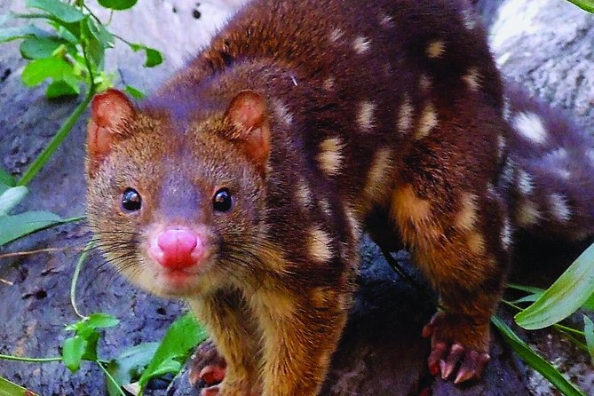 Hartleys Crocodile Adventures Breakfast With the Koalas - Accessibility and Booking Information