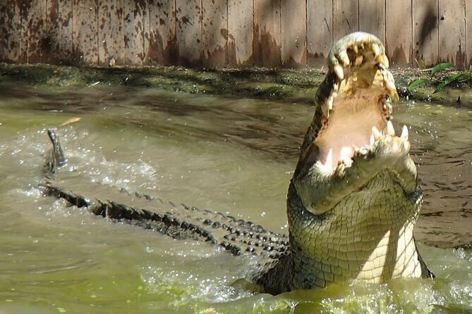 Hartleys Crocodile Adventures Day Trip From Palm Cove - Reviews and Ratings