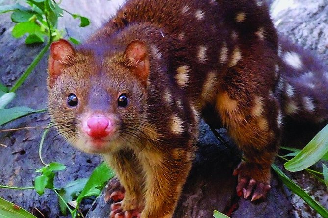 Hartleys Crocodile Adventures General Entry Ticket - Take a Walk on the Gondwana Gateway