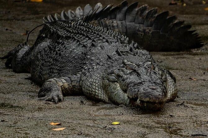 HARTLEY'S CROCODILE TRANSFER between Port Douglas & Hartley's Crocodile (return) - FAQs