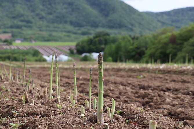 Harvest Experience in Akaigawa With Lunch Freshly Picked Veggies - The Activity Itinerary