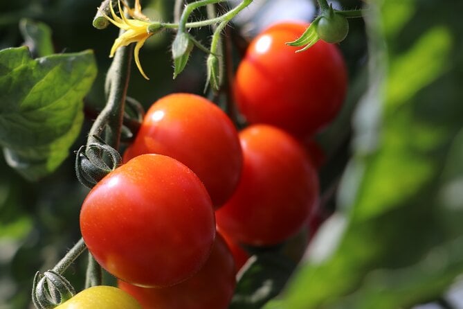 Harvest Experience in Akaigawa With Lunch Freshly Picked Veggies - Feedback and Reflections