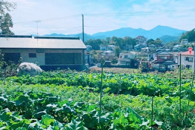 Harvest Organic Vegetables, Make Local Udon & Tempura, Forest Hiking! - Key Points