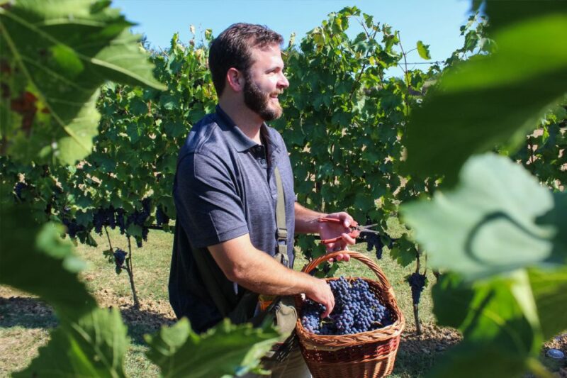 Harvest, Stomping & Tours - Grape Stomp Experience