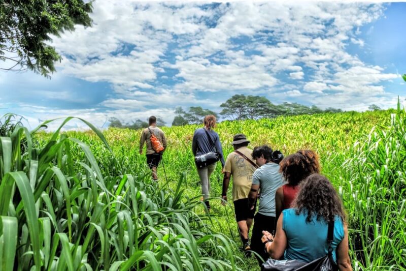 Hawaii: Big Island Hilo Waterfall Hiking Tour - Key Points