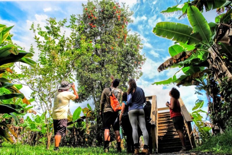 Hawaii: Big Island Hilo Waterfall Hiking Tour - Logistics and Important Information