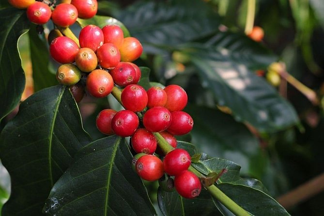 Hawaii Island Highlights: Coffee, Culture, & Craters - Positive Reviews