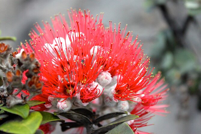 Hawaii Volcanoes National Park and Hilo Highlights Small Group Tour - Confirmation and Booking
