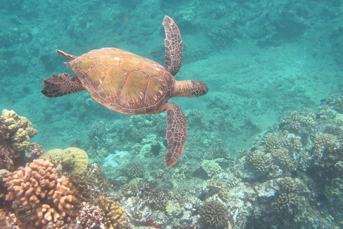 Hawaiian Canoe Sailing Experience in Maui - Additional Information