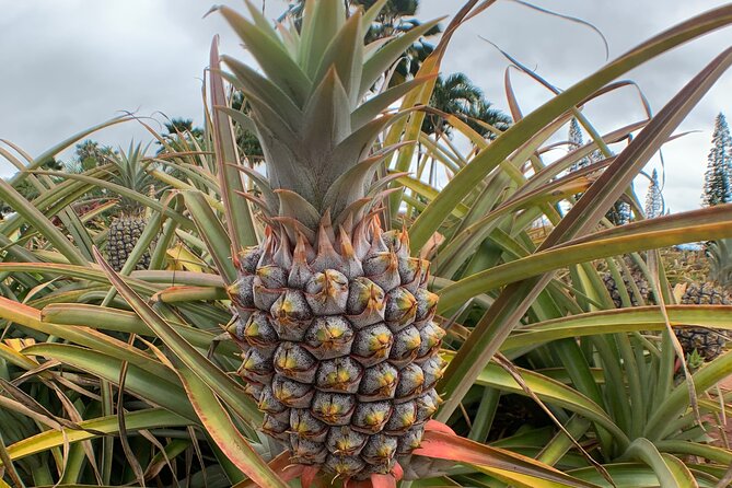 Hawaiian Cultural Tour Honolulu & Ka Iwi Coast! 4-Hour Private Luxury SUV! - Visiting Nuuanu Pali