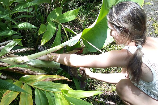 Hawaiian Rainforest Banana Cultivation Experience - Highlights of the Experience